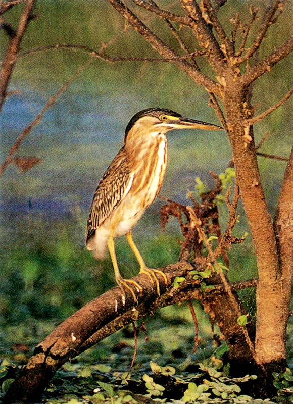 Garza chicuaco.  Solitaria o haciendo parte de grupos pequeos, se para sobre ramas que emergen del espejo de las aguas poco profundas, a cazar liblulas, ranas y pequeos peces.  Diego Miguel Garcs