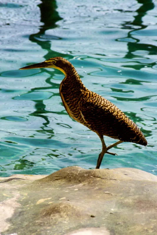 Garza tigre.  Grande arisca, esta hermosa ave es hbil cazadora.  Puede acechar a su presa, insectos en vuelo, peces, lagartos, culebras y ranas, durante largo rato, totalmente inmvil.  Teje su nido de ramas, semejante a una plataforma, en la espesura de la selva.   Diego Miguel Garcs