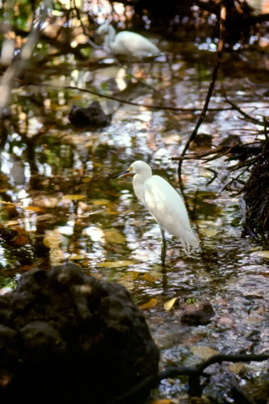 Garza blanca mouda.  Es una de las aves ms hermosas, cuando es adulto la adorna un antifaz y una larga corona de plumas.  Diego Miguel Garcs