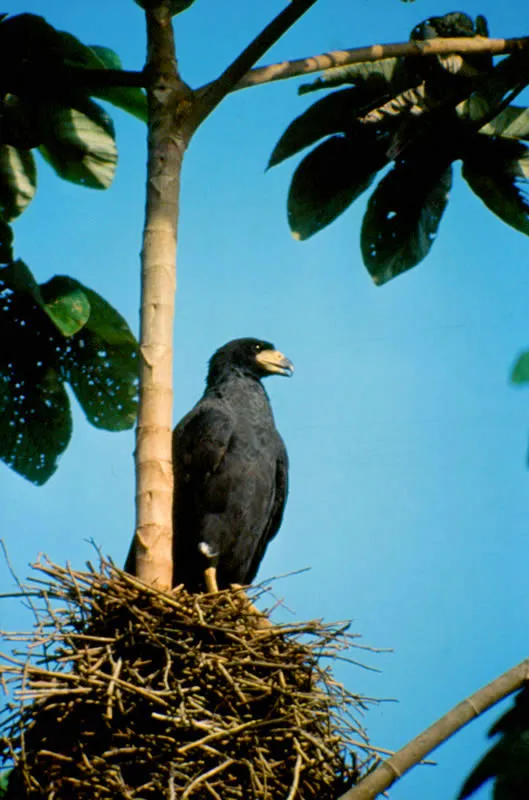 Águila negra. Prefiere la cercanía del agua, pero en el área se encuentra tanto en arbustos aislados de la sabana como en el bosque. Thomas McNish