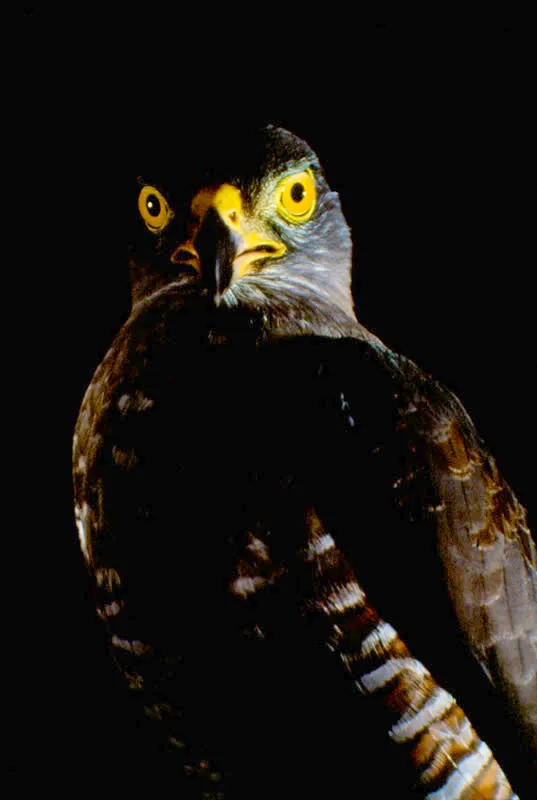 Gavilán habado. Es una de las rapaces más comunes; se encuentra en la vera del camino, a orillas y en el interior del bosque y en áreas abiertas con árboles aislados. Aldo Brando