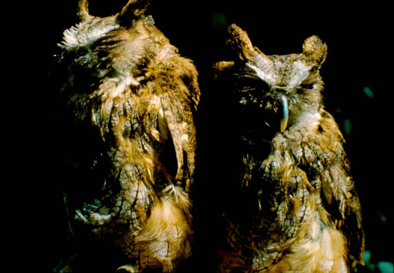Lechuza común. Se oculta durante el día en los grandes árboles del bosque, y en la noche acecha silenciosamente y atrapa al vuelo, con sus poderosas garras, pequeños vertebrados e insectos. Aldo Brando