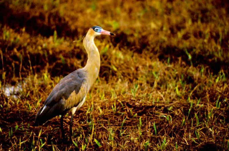 Garza silbadora. Thomas McNish