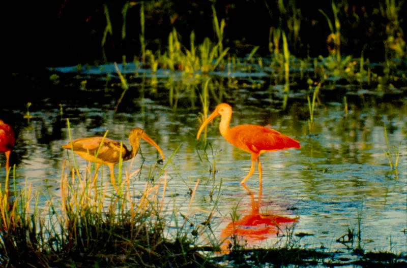 Corocora roja.  Es el ave acutica ms vistosa de los Llanos.  Gregaria, por pocas se rene en grupos de varios millares formado un espectculo de colores vivos.  Se encuentra en los caos, ros, esteros y sabanas.  Se alimenta de invertebrados del fango.  Thomas McNish