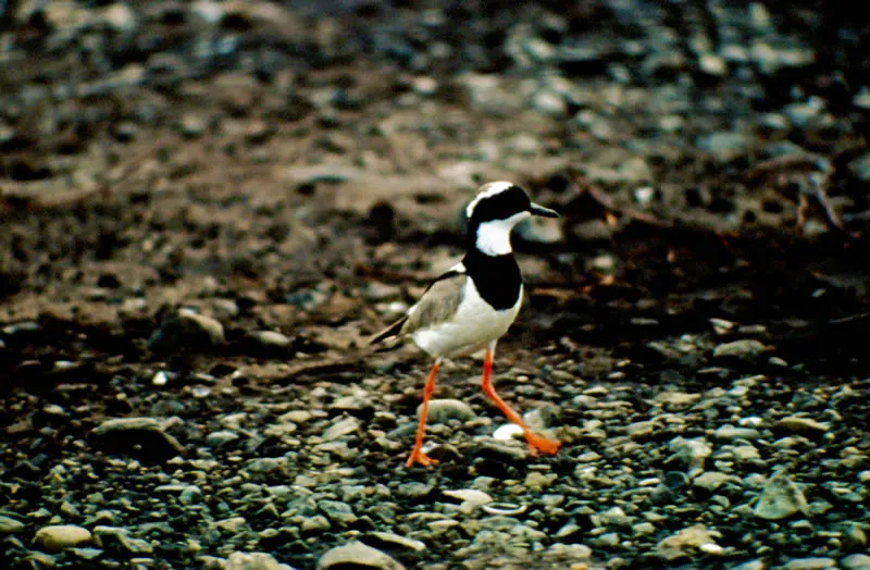 Alcaravancito.  Es poco comn en Cao Limn.  Solitario, recorre las playas de ros y caos y las orillas de esteros y lagunas, buscando su alimento en el suelo.   Thomas McNish