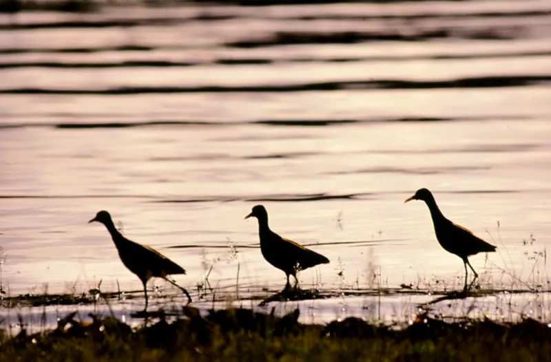 Gallito de agua.  Caminando sobre la vegetacin flotante de esteros y lagunas, los gallitos de agua buscan su alimento entre algas y races.  Despus de que la hembra pone los huevos, el macho se encarga de incubarlos y de cuidar a los pichones.  Diego Miguel Garcs