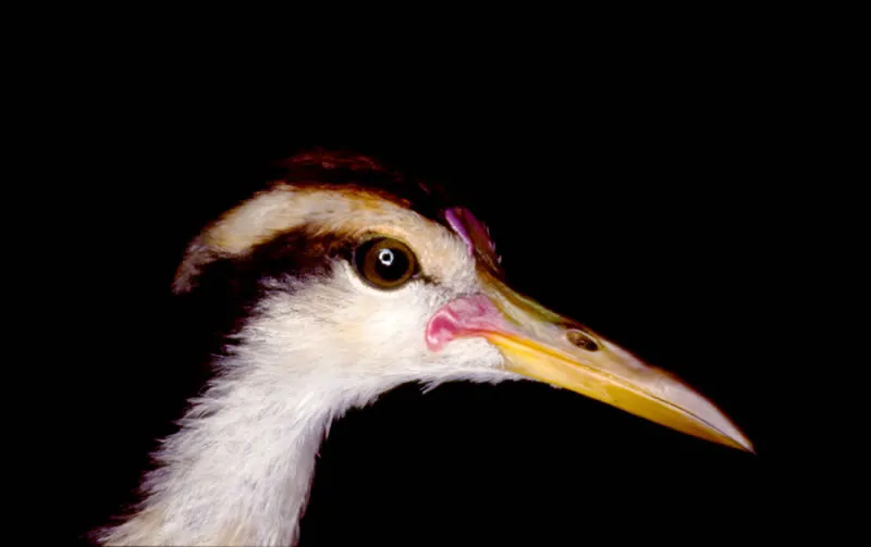 Gallito de agua. Diego Miguel Garcés