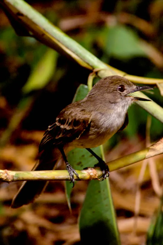 Atrapamoscas colirrufo. Generalmente solitarios, se percha en orillas de bosques y en árboles aislados. Captura insectos al vuelo, maniobrando hábilmente. Diego Miguel Garcés