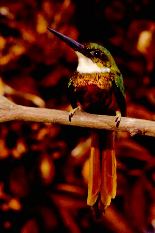 Barranquero colirrufo.  En parejas, no arisco, se encuentra en los bosques y sus orillas, donde ocupa los estratos bajo y medio.  Diego Miguel Garcs