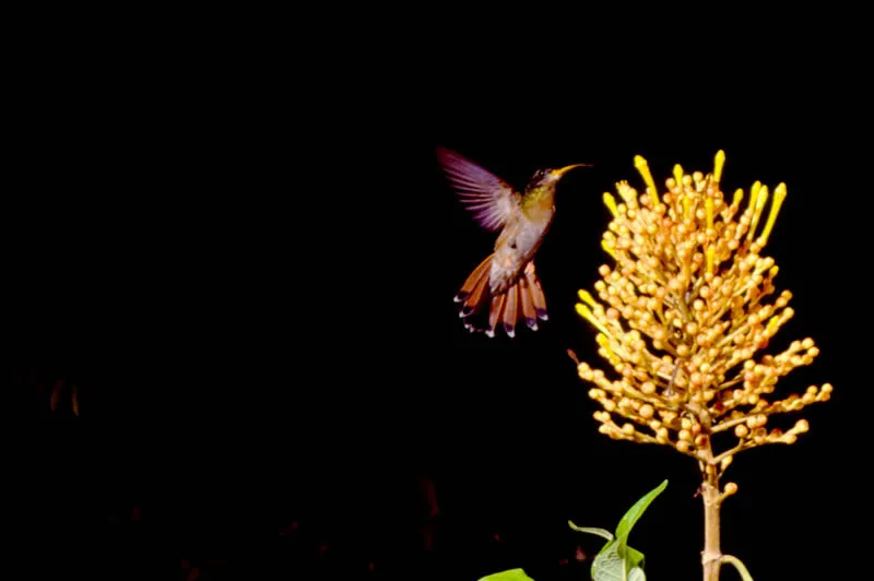 Colibrí pecho canela. Diego Miguel Garcés