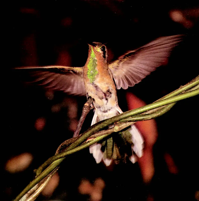 Colibrí gargantidorado. Son los colibríes más comunes de las sabanas de Caño Limón. Es frecuente observar la hembra posada mientras el macho ejecuta maniobras de cortejo. Diego Miguel Garcés