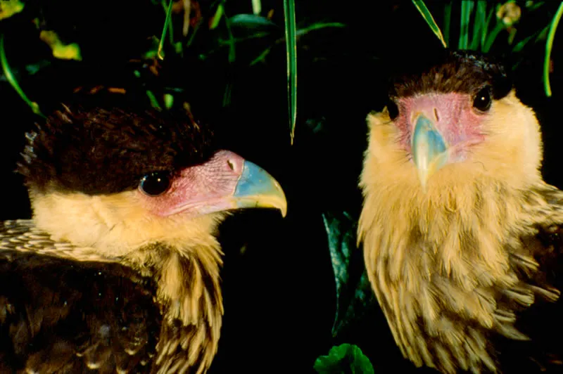 Gavilán caricare. Aunque los ejemplares jóvenes no son tan coloridos como los adultos, se destacan por su belleza ante otras aves carreras de los Llanos. Aldo Brando