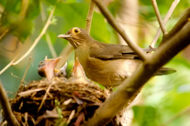 Mirla de anteojos amarillos. Anida en árboles aislados y en los bordes del bosque. A intervalos, machos y hembras alimentan los polluelos, llevándoles semillas, frutas o insectos parcialmente digeridos. Diego Miguel Garcés