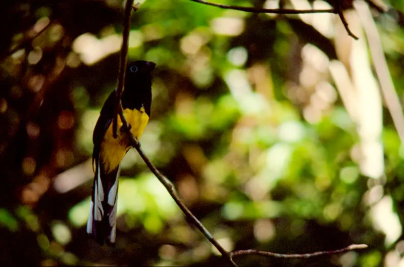 Soledad pechiazul grande. Los trogons son uno de los grupos más vistosos de aves tropicales Sólo habitan en las selvas de Centro y Sudamérica. Estas aves, que andan en parejas son más fáciles de escuchar que de observar. Diego Miguel Garcés