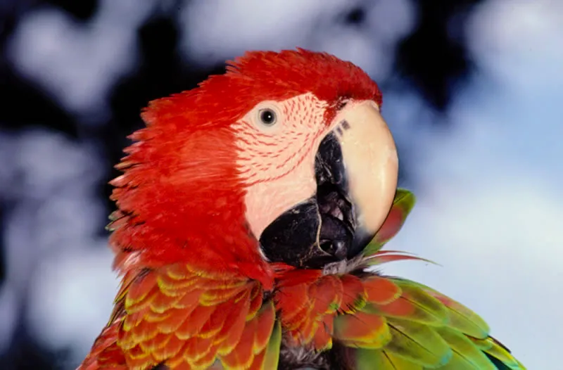 Guacamaya roja. Diego Miguel Garcés