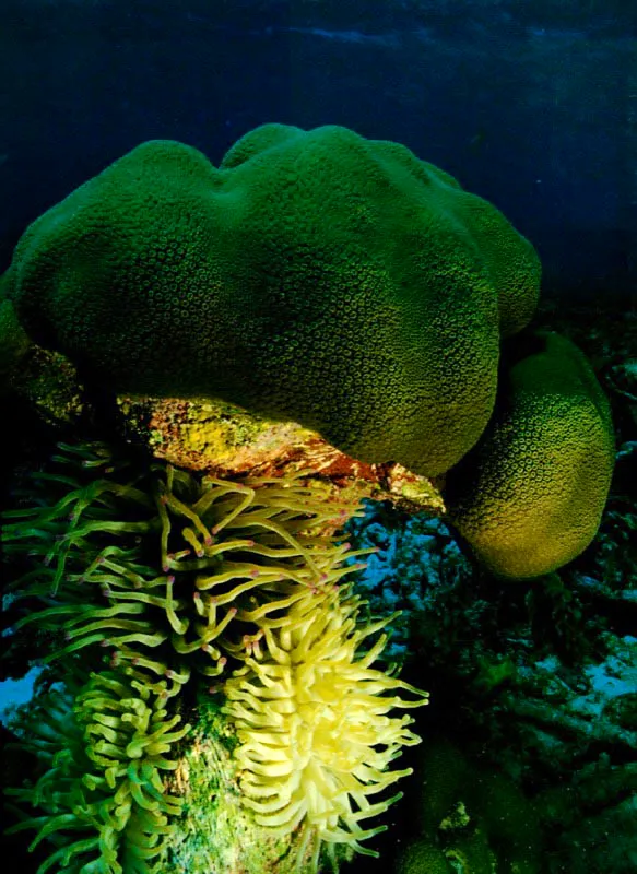 Las anmonas como Condylactis gigantea, al no depender de la luz
para sobrevivir, pueden localizarse bajo las colonias coralinas,
aprovechando la estructura muerta del coral
como sustrato de anclaje. El coral vivo, por el contrario,
ha de estar expuesto a la luz para activar sus algas asociadas,
las que le imprimen un color verde profundo.
 Aldo Brando