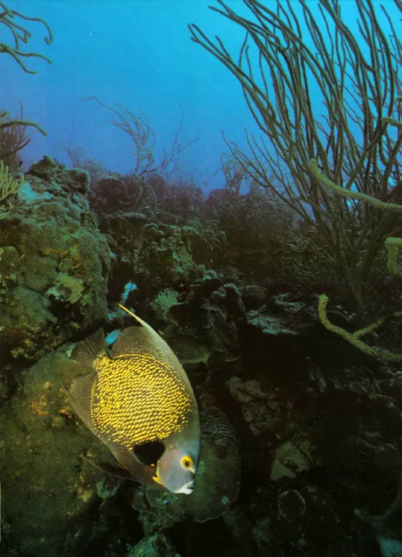 El arrecife coralino es sin lugar a dudas
el ecosistema ms complejo y diverso del mundo,
con una poblacin impresionante de cazadores ssiles,
en donde todos sus ocupantes interactan y se reparten el medio,
con el fin de evitar exclusiones peligrosas. Este delicado equilibrio
se logr despus de miles de aos de evolucin y guerras sin cuartel.
 Aldo Brando