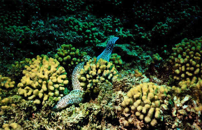 Las morenas como Lycodontia moringa, realizan
un papel de control en los intersticios de los arrecifes,
donde otros cazadores no pueden llegar. Con su cuerpo resbaloso
y aplanado se deslizan por entre las hendiduras del coral
y cazan los animales que se refugian all,
con sus fuertes mandbulas y afilados dientes.
 Aldo Brando