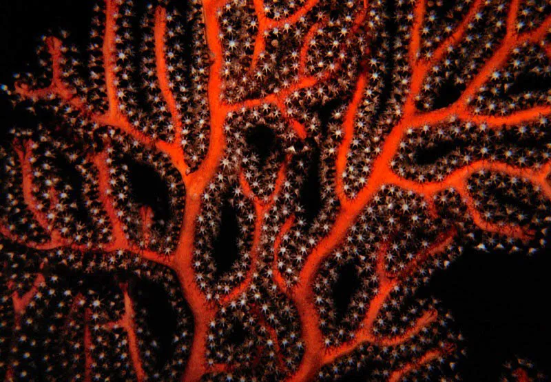 La captacin de nutrientes suspendidos en el agua,
ha llevado a los octocorales a evoluciones prodigiosas.
Algunos, como el octocoral rojo, Iciligorgia schrammi,
pgina siguiente, han convertido su cuerpo flexible
en una verdadera red, filtrando maravillosamente,
a travs de sus plipos, el zooplancton suspendido en el agua.
 Aldo Brando