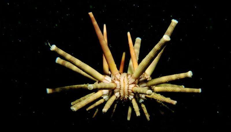 El erizo lpiz Eucidaris tribuloides,
se carateriza por poseer espinas romas,
finamente ornamentadas. De da se refugia en grutas y cuevas,
utilizando sus espinas para aferrarse a las paredes.
Aquellas espinas de la regin ventral, mucho ms cortas,
les sirven para la locomocin.
 Aldo Brando