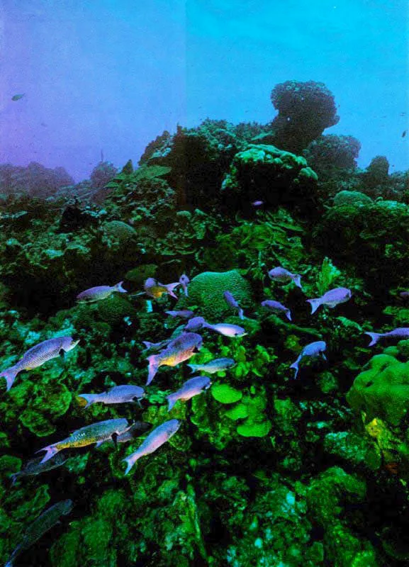 No solo los peces loro acumulan toxinas.
Peces tpicamente carnvoros como la barracuda, tambin pueden
acumularlas en su tejido, al cazar y comer peces herbvoros
que se alimentan de algas filamentosas. Cuando consumimos estos peces
contaminados se libera la toxina causndonos serios malestares
y, en casos extremos, incluso la muerte. Aldo Brando