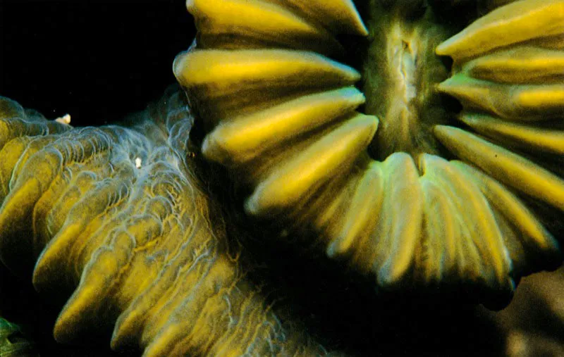 En el archipiélago de San Bernardo, página anterior, se han formado
extensos bajos coralinos, como Bajo Nuevo, Caribana y Minalta,
con grandes arrecifes de borde y de parche.
Tras consolidarse, estas formaciones van creando islas coralinas
en permanente crecimiento, como Isla Panda en donde
la arena de sus playas ha sido colonizada por manglares.
Aldo Brando