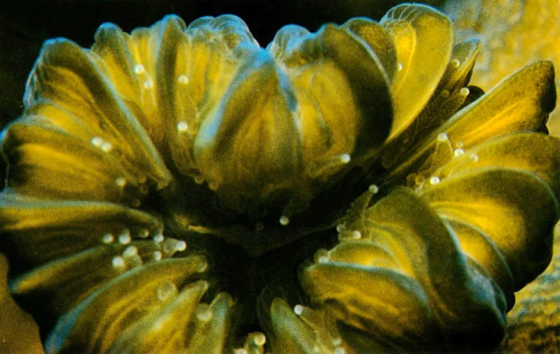 Durante el día los pólipos del coral, Eusmilia fastigiata,
se retraen dentro de sus cálices calcáreos,
verdaderas fortalezas inexpugnables, permitiendo tan solo
que la luz estimule sus algas asociadas,
las cuales obtienen así la energía indispensable
para fabricar nutrientes de una manera autotrófica.
Aldo Brando