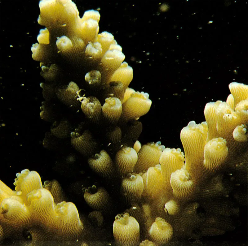 Los pólipos coralinos fabrican sus propios refugios calcáreos
conocidos con el nombre de cálice por la semejanza
que guardan con una copa o cáliz. Hay especies coralinas
como Acropora cervicornis conocido como coral cuerno de ciervo,
en donde cada pólipo tiene su “propio” cálice, aunque permanece
unido a sus hermanos por medio de una delgada membrana vital.
Aldo Brando