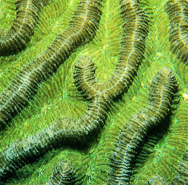 Las algas asociadas le dan su coloración verde al coral.
Capturan energía solar y fijan el C02 de la respiración de los pólipos.
Este C02 pasa luego a ión carbonato. Alfusionarse el calcio del medio
con el carbonato sintetizado por los pólipos y las algas
se forma carbonato de calcio, material indispensable
para construir la masa esquelética coralina.
Aldo Brando