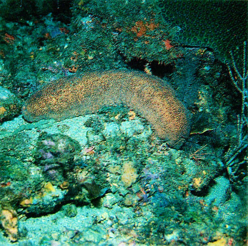 El arrecife, con su múltiple e impresionante despliegue de vida,
es la zona más rica del mundo en especies. Algunos de sus habitantes,
como las esponjas, desde su aparición hace millones de años, casi
no han variado su estructura. Nuestra admiración crece cuando entendemos
que lo que allí observamos no son plantas sino maravillosos organismos,
que incluso fabrican este complejo andamio de la vida.
Harry Erhardt