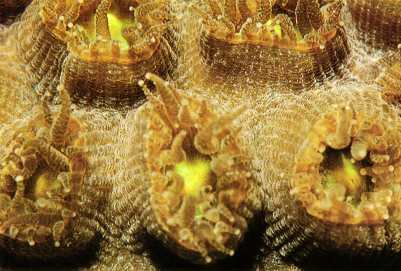 La formación de los arrecifes coralinos fue posible
gracias a la simbiosis entre los pólipos de los corales hermatípicos
y sus algas asociadas. Las algas, prisioneras entre los pólipos,
les imprimen una coloración ámbar?verdosa,
que los diferencia de los pólipos de los corales ahermatipicos,
que son aquellos que no forman arrecifes.
Aldo Brando
