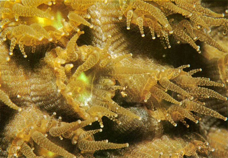 Los pólipos del coral Montastrea annularis, son transparentes,
esto permite que el paso de la luz solar estimule
los pigmentos de las algas asociadas, para que realicen el proceso de fotosíntesis.
Con sus baterías de nematocistos en sus extremos terminales
capturan pequeños organismos. De día se contraen dentro de los cálices que
son sus cavidades de protección.
Aldo Brando
