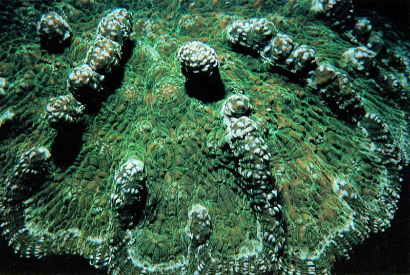 Los corales hermatípicos, grandes arquitectos de los bancos de coral,
tienden a crecer en forma de placas con el fin de
captar la mayor cantidad posible de luz solar. De esta forma
suministran energía a sus algas microscópicas asociadas,
logrando que el proceso de fotosíntesis
sea lo más efectivo posible.
Aldo Brando