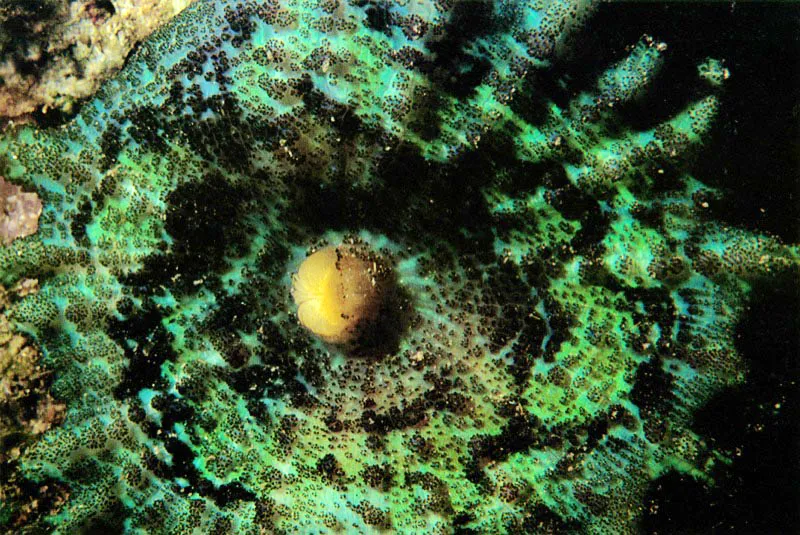 Los corales hermatípicos, grandes arquitectos de los bancos de coral,
tienden a crecer en forma de placas con el fin de
captar la mayor cantidad posible de luz solar. De esta forma
suministran energía a sus algas microscópicas asociadas,
logrando que el proceso de fotosíntesis
sea lo más efectivo posible.
Aldo Brando