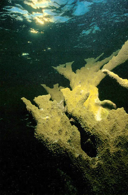Es el conjunto de estructuras esqueléticas de los corales
lo que conforma el arrecife. Algunos de ellos
como el coral cuerno de ciervo, Acropora cervicornis,
página izquierda, y el coral cuerno de alce, Acropora palmata,
tienen un acelerado crecimiento, presentan estructuras porosas,
y son los típicos pobladores de la cresta arrecifal.
Aldo Brando