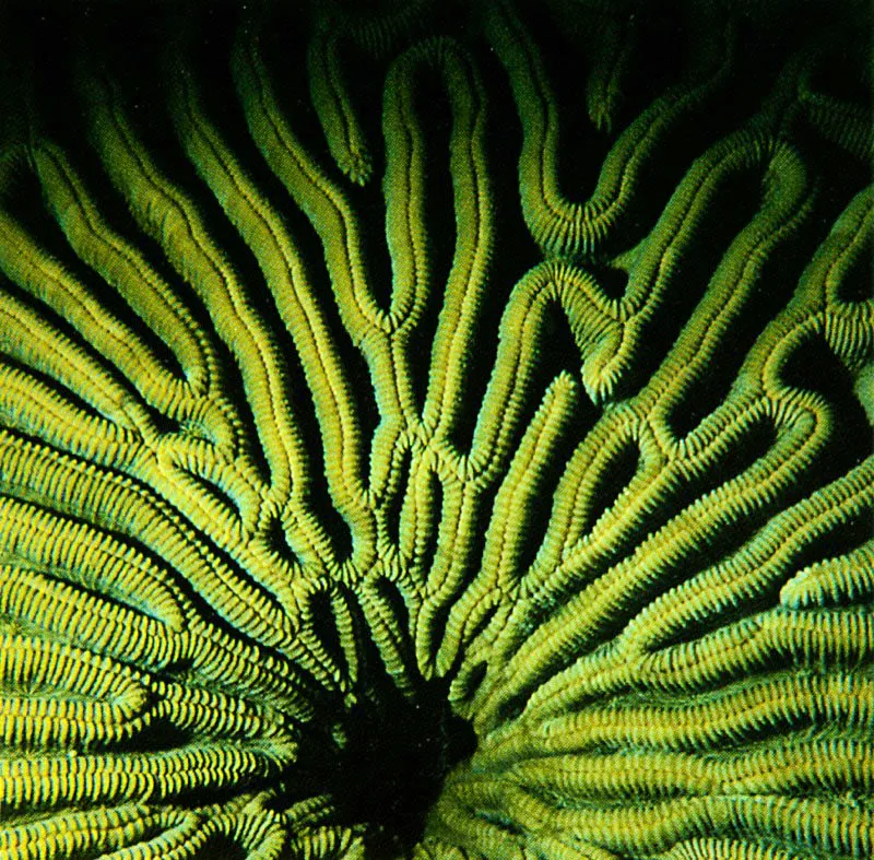 Los corales cerebro del género Diploria, se caracterizan
por su crecimiento masivo y su forma particular
de reproducción asexual. Sus pólipos no se separan del pólipo madre,
sino que proceden por divisiones sucesivas,
formando estructuras en hileras, llamadas meandros,
con lo cual aumentan el área de su superficie.
Aldo Brando