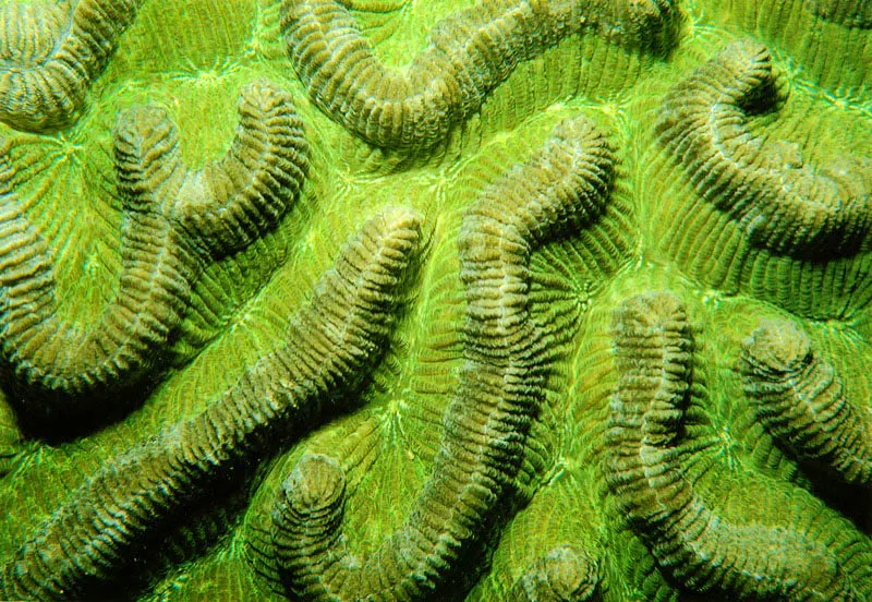 En estas ilustraciones apreciamos algunos ejemplares
que componen el grupo de los corales cerebro.
Las fotografias superiores corresponden
al coral Diploria strigosa, con su extraña topografía.
Mientras la fotografía inferior muestra los meandros
que ha desarrollado el coral Colpophyllia natans.
Aldo Brando