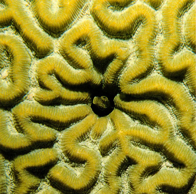 Las fotografías de la parte superior
corresponden a ejemplares del coral Diploria labyrinthiformes.
La ilustración de la parte inferior muestra las hileras,
con los pólipos extendidos, del coral Meandrina meandrites,
que no forma grandes colonias, ya que realizó adaptaciones
para poblar zonas arenosas y muy superficiales del arrecife.
Aldo Brando