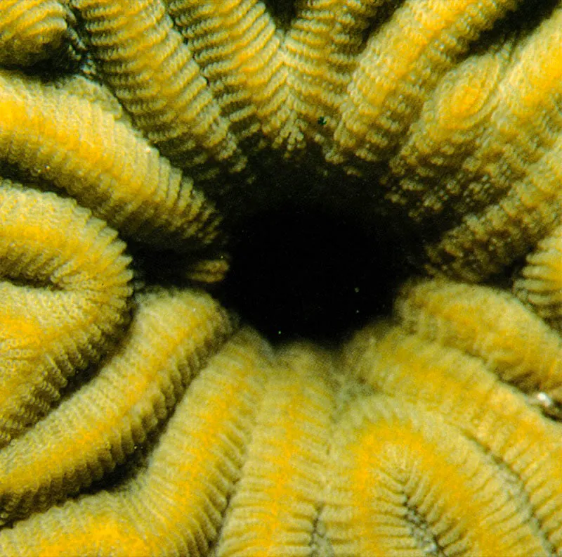Las fotografías de la parte superior
corresponden a ejemplares del coral Diploria labyrinthiformes.
La ilustración de la parte inferior muestra las hileras,
con los pólipos extendidos, del coral Meandrina meandrites,
que no forma grandes colonias, ya que realizó adaptaciones
para poblar zonas arenosas y muy superficiales del arrecife.
Aldo Brando