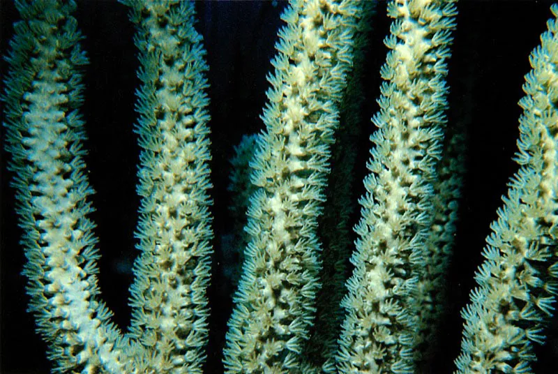 Los Cnidarios han experimentado, durante su evolución,
diferentes formas de pólipos. Los octocorales, por ejemplo,
tienen pólipos con ocho tentáculos pinados,
especializados en filtrar plancton del agua. Con las pinas,
a manera de una red, incrementan su superficie de captura
la cual, prácticamente, no deja escapar ningún nutriente.
Por el contrario, los corales han desarrollado pólipos
con tentáculos simples. En los corales hermatípicos
los pólipos son transparentes con el fin de permitir. el paso de la luz
para que ésta pueda estimular las algas asociadas al coral.
Estos pólipos también son cazadores, aunque mucho menos eficientes
que los de sus primos, los octocorales.
Aldo Brando