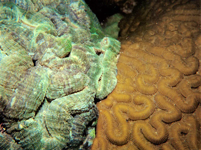 En los organismos sésiles, fijos sobre el fondo marino,
la lucha por el espacio vital es encarnizada
ya que de ella depende la supervivencia de las diferentes especies.
Durante este proceso se presentan duras competencias, en donde un coral
intenta eliminar al otro, cubriéndolo, como éste, Musa angulosa,
lo está haciendo con el coral cerebro del género Diploria.
Aldo Brando