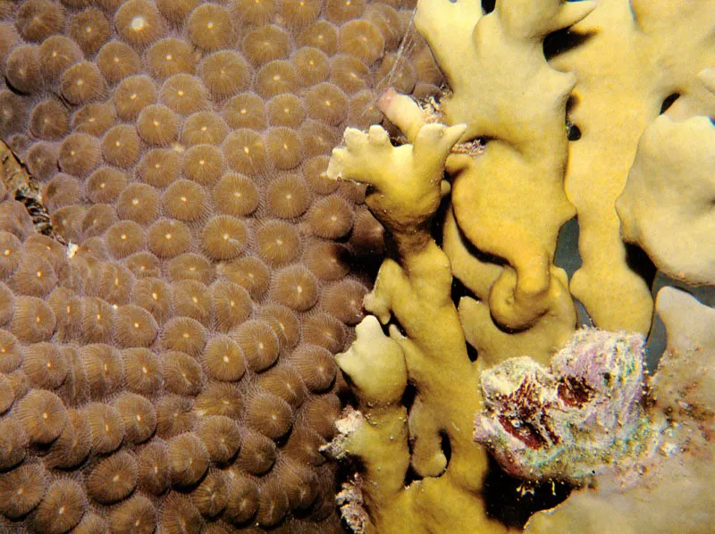 Cuando las estrategias de crecimiento son diferentes
como la de Montastrea cavernosa de crecimiento horizontal
y la del coral de fuego, Millepora alcicornis,
que evolucionó para crecer verticalmente,
las diferentes especies de corales
pueden convivir pacíficamente, unas al lado de las otras.
Aldo Brando