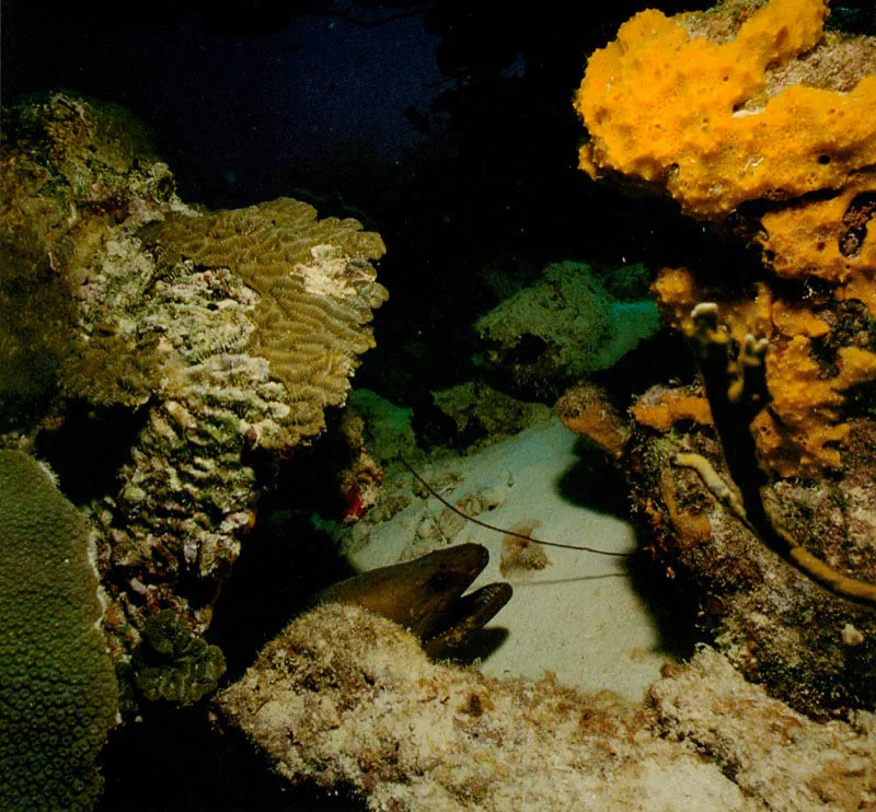 La interacción entre los corales y otros organismos como esponjas
y octocorales permite la formación del andamio de la vida,
vital para la supervivencia, tanto de los invertebrados
como de los vertebrados que lo habitan. Allí cada organismo
interactúa con el otro, alcanzando un delicado equilibrio,
del que depende la supervivencia de las diversas especies.
Aldo Brando