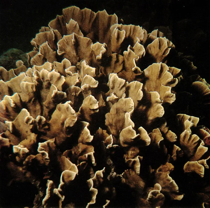 Varias especies de hidrocorales pueblan los arrecifes del Caribe,
siendo las más comunes: Millepora alcicornis, arriba izquierda.
que tiende a formar esqueletos ramificados y alargados;
Millepora complanata, abajo izquierda, tiende a formar estructuras
aplanadas o foliares y Millepora squarrosa,
arriba derecha, tiende a desarrollar láminas laterales.
Harry Erhardt