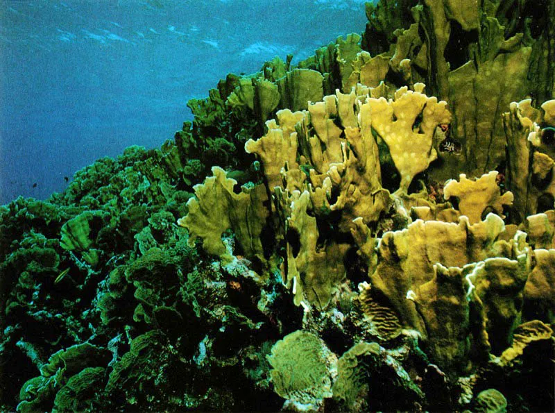 Varias especies de hidrocorales pueblan los arrecifes del Caribe,
siendo las más comunes: Millepora alcicornis, arriba izquierda.
que tiende a formar esqueletos ramificados y alargados;
Millepora complanata, abajo izquierda, tiende a formar estructuras
aplanadas o foliares y Millepora squarrosa,
arriba derecha, tiende a desarrollar láminas laterales.
Aldo Brando