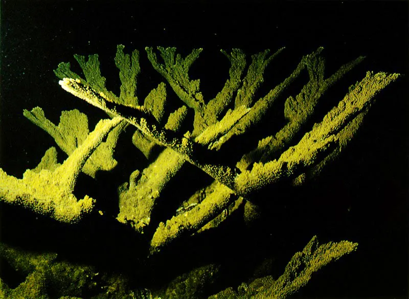 La repartición de los corales en el arrecife
no es homogénea. En la zona de la cresta arrecifal,
entre los 0 y los 10 metros de profundidad,
crecen corales ramificados, como el coral cuerno de alce,
Acropora palmata, y el coral cuerno de ciervo
Acropora cervicornis.
Aldo Brando
