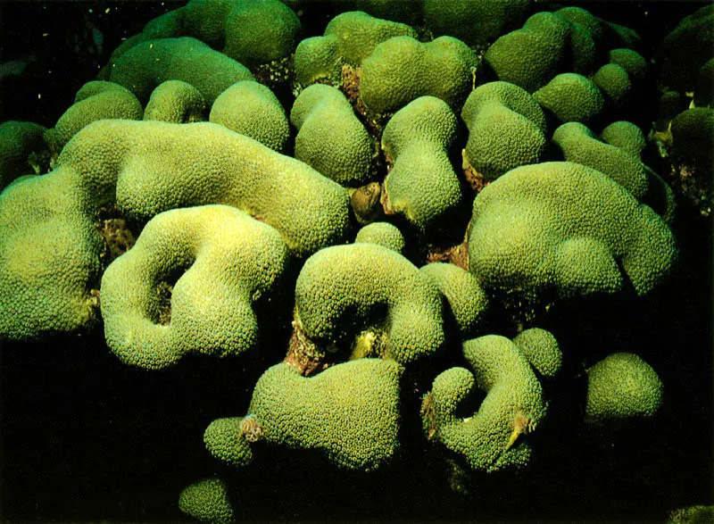 Entre los 10 y los 20 metros de profundidad se encuentra
la mayor diversidad de especies coralinas.
Esta zona presenta las mejores condiciones para su desarrollo.
Allí penetra una gran cantidad de luz y son escasos
los problemas que se presentan con el oleaje y la sedimentación.
En este lugar crecen corales masivos, como Montastrea cavernosa.
Aldo Brando