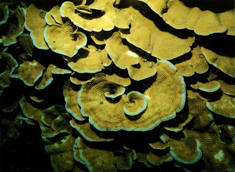 A profundidades mayores, de 40 metros en adelante,
la penetración de la luz se hace más y más difícil
Aquí es notoria la presencia de colonias de crecimiento laminar,
como ésta, Agaricia agaricetes, que se expande
en forma de tejas sobre el cantil arrecifal
y con esto resuelve el problema de la captación de luz.
Aldo Brando