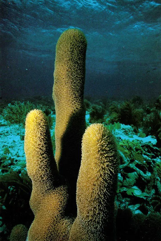 Un coral muy particular es Dendrogyra cylindricus,
habitante de los arrecifes de San Andrés y Providencia.
Su presencia no ha sido establecida
en otros arrecifes costeros de Colombia.
Permanece siempre con sus pólipos extendidos,
que le dan la apariencia de un cepillo.
Aldo Brando