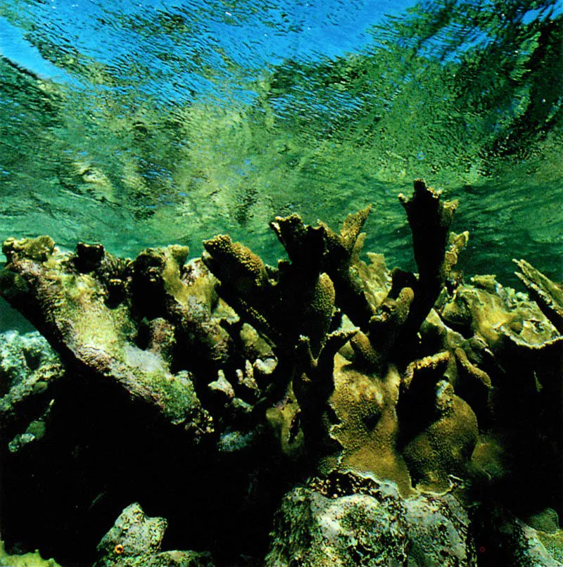La vida en los arrecifes está en permanente destrucción
y reconstrucción. Las olas que rompen en la cresta arrecifal
y algunas especies, como estos peces cirujano,
que ramonean las rocas coralinas, raspando las algas
que crecen sobre ellas, y comiendo colonias recién fijadas,
son factores determinantes en estos procesos.
Aldo Brando